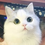 Cats Lover's profile picture