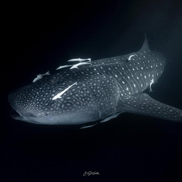 Post by ericdevicente