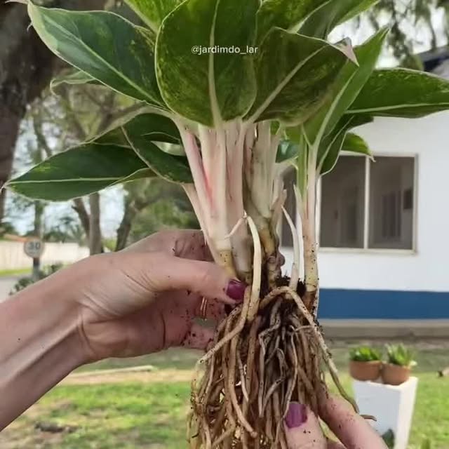 Post by peoplewithplants_official