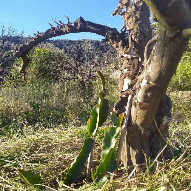 Post by creative_gardening_spain