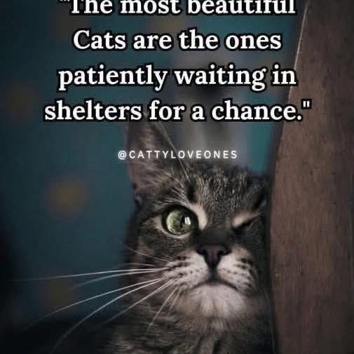 Post by furbabyfriend