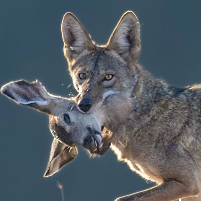 Post by natureismetal