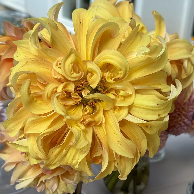 Post by serenada_dahlias