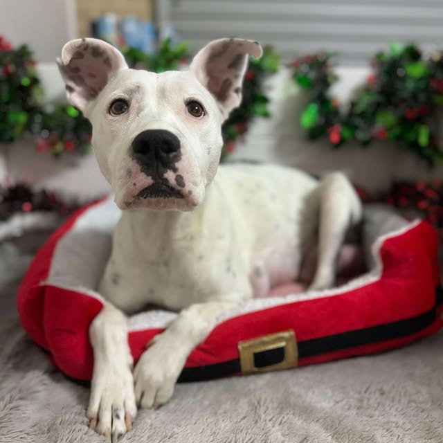 Post by strongheartsdogs