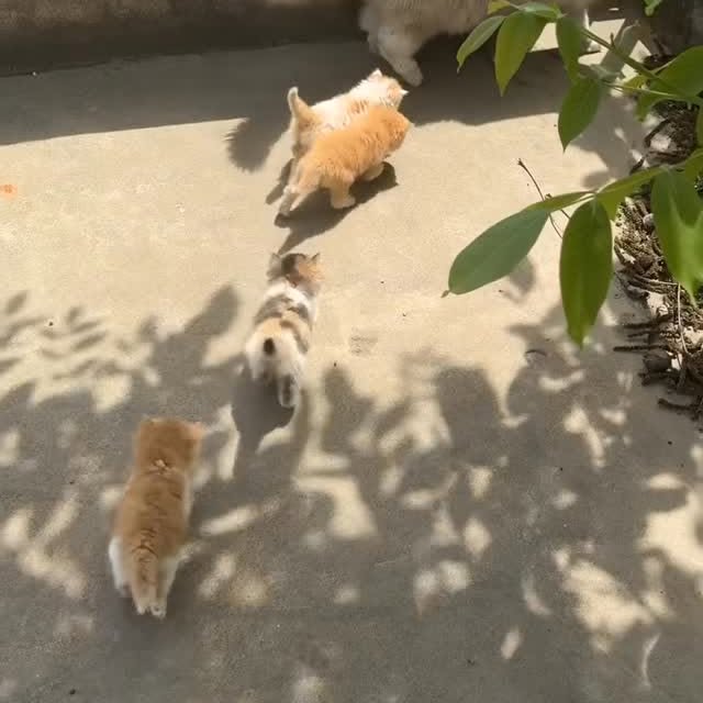 Post by dailycats.co