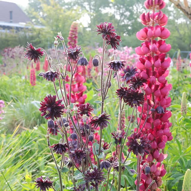 Post by jelle_grintjes