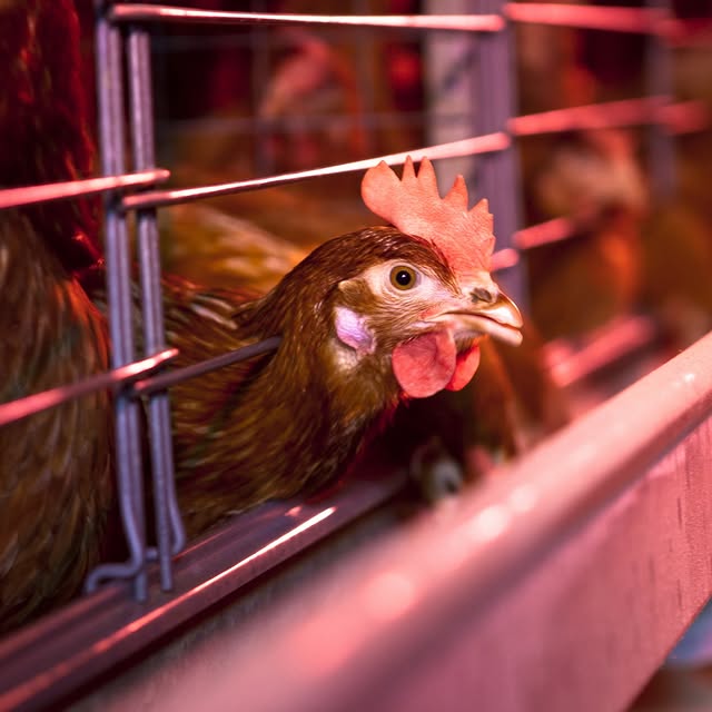 Post by rspcaaustralia