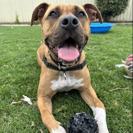 Post by adoptadog_au