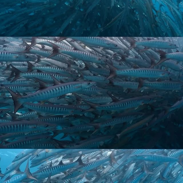 Post by scuba_junkie