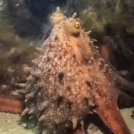 Post by sammyglenn_dives