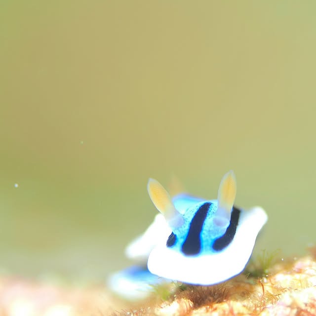 Post by yudai.hoshino.ishigakijima