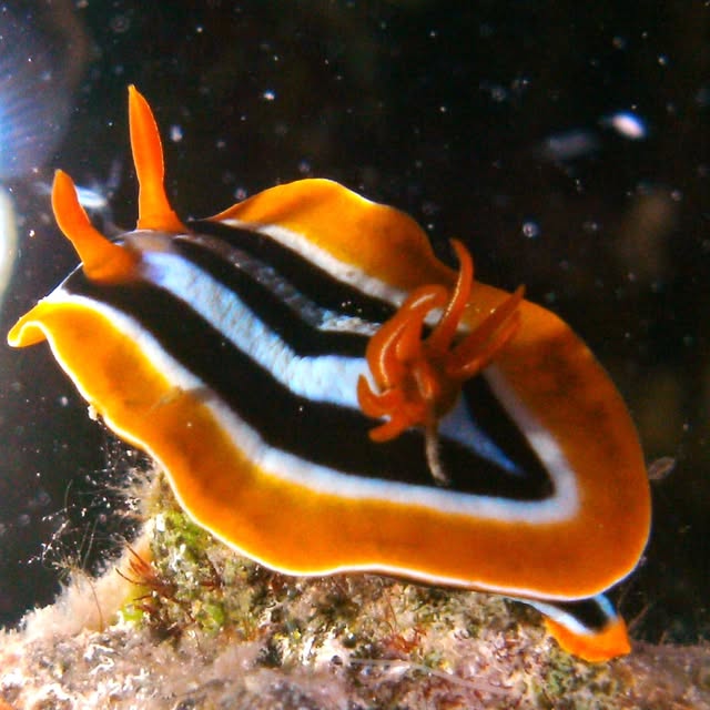 Post by mantarheidivecenter