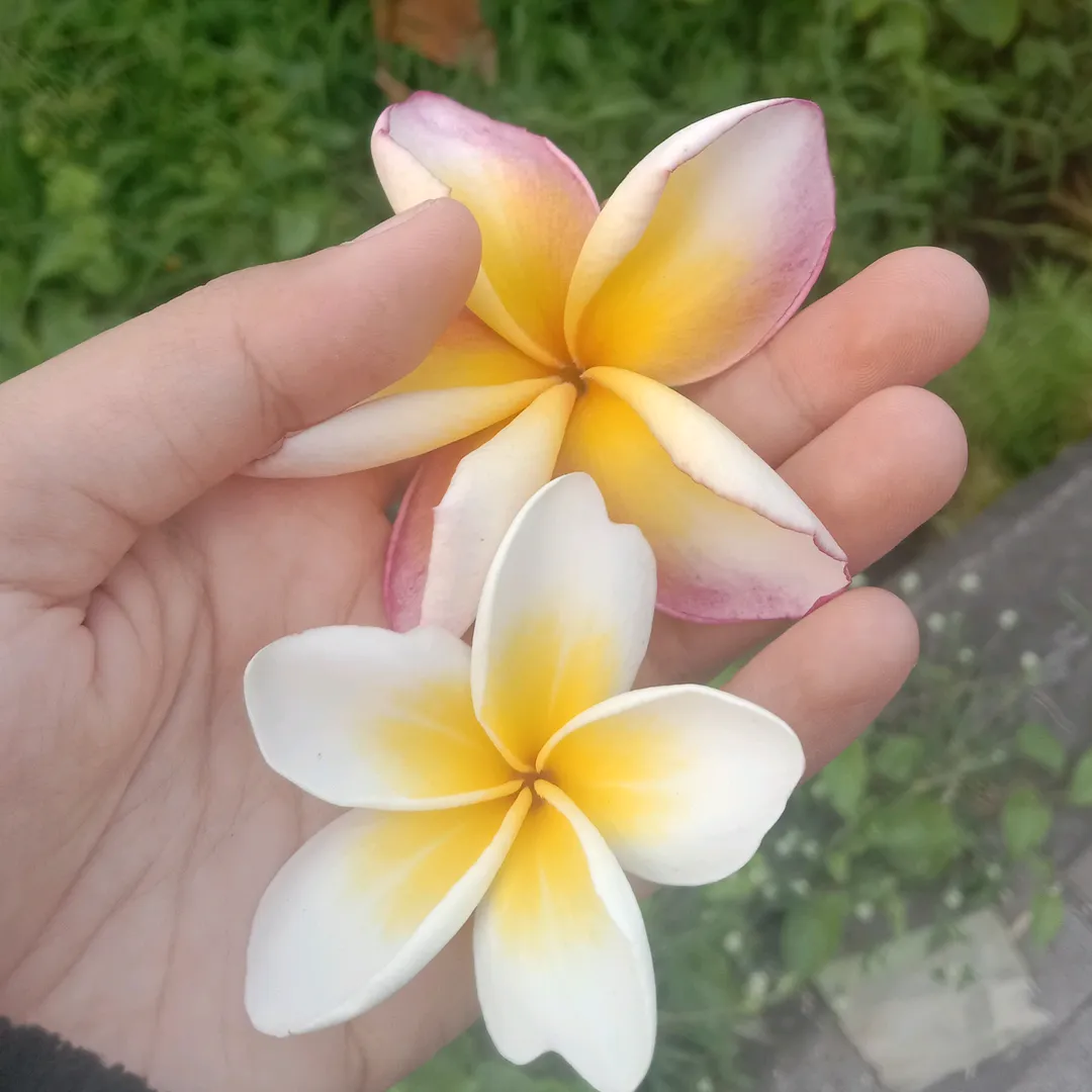 niasan's profile picture