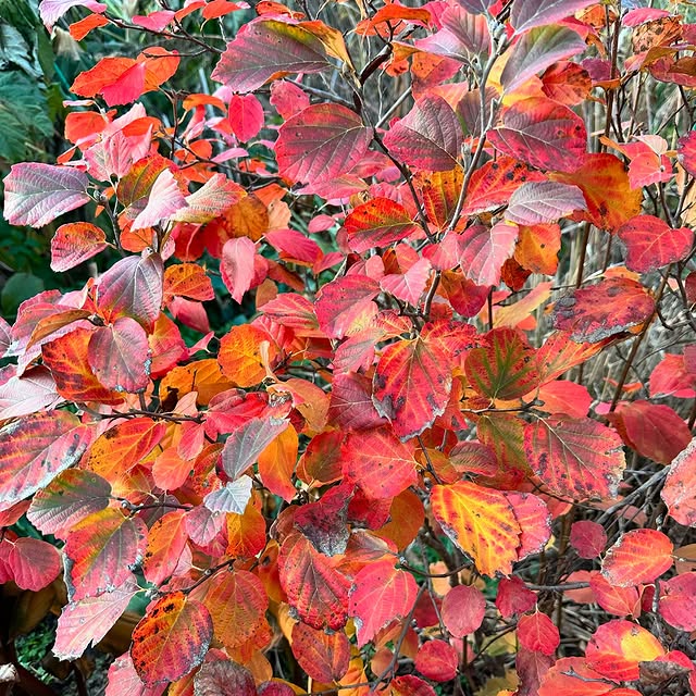 Post by jaysgardenjournal