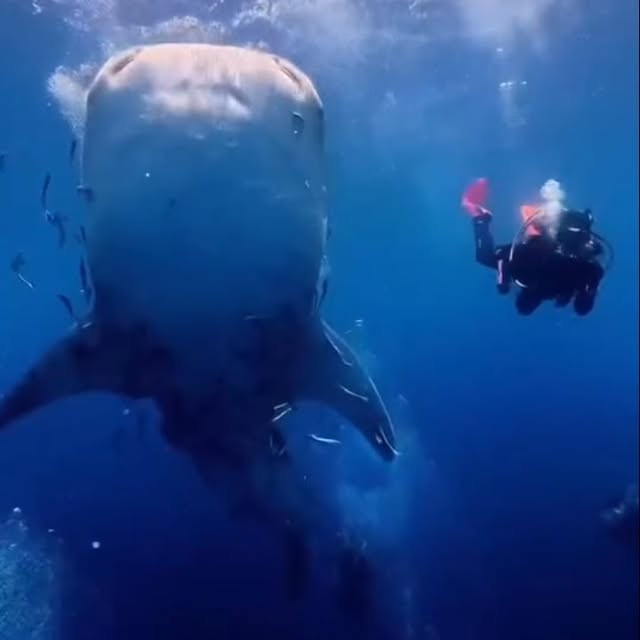 Post by scubaproasia