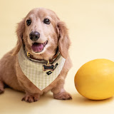 Chiquinho Yamamoto's profile picture