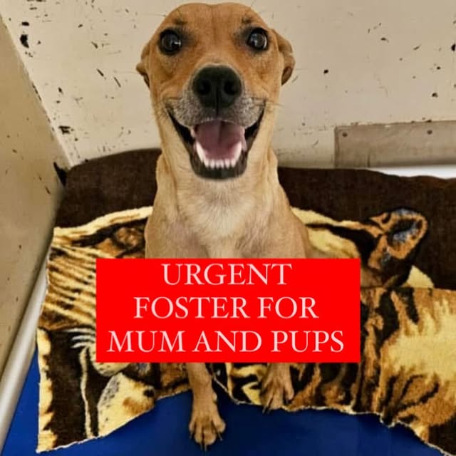 Post by strongheartsdogs