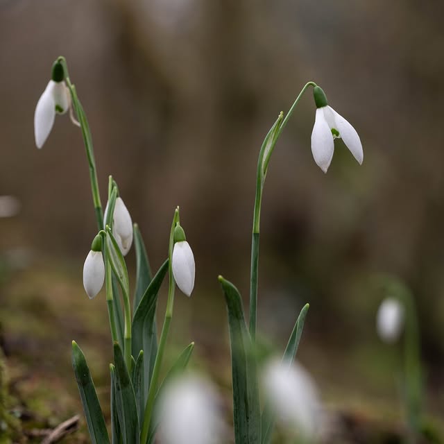 Post by wildsidegarden