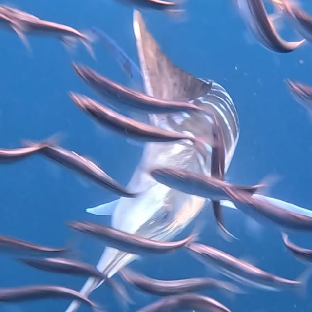 Post by reiko.alice.takahashi