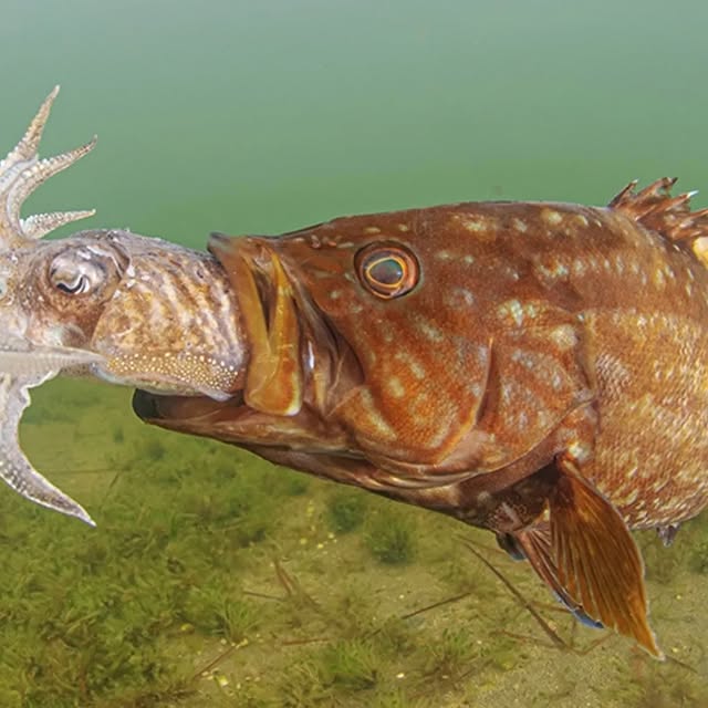 Post by javiermurciarequena