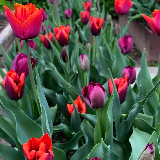 Post by rosannacastrinigardens