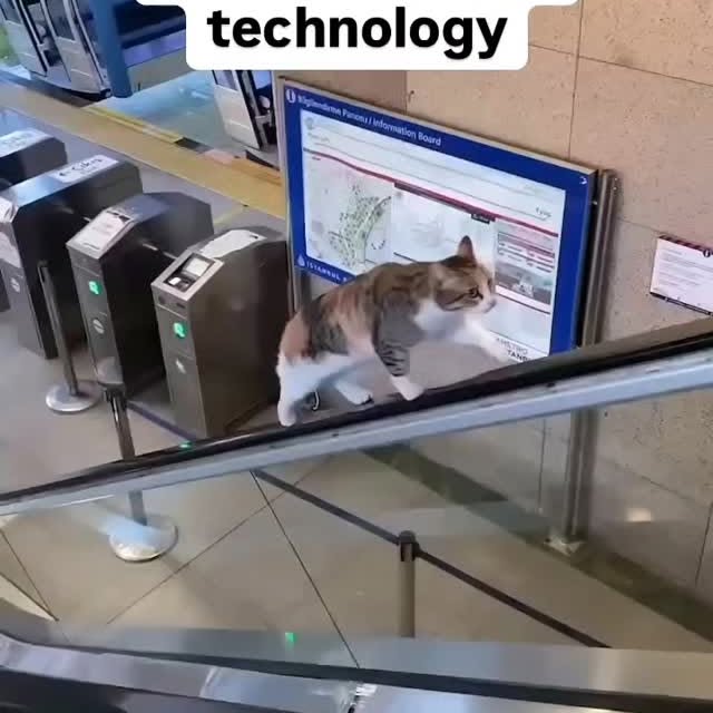 Post by cats_nomad18