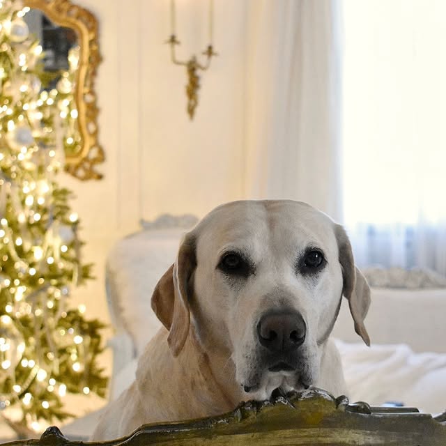 Post by myriversidefrenchcottage