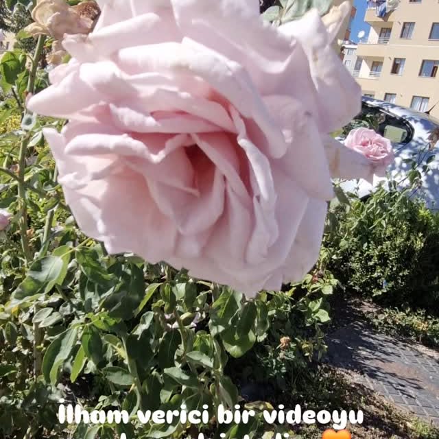 Post by sogukporselen_dekor