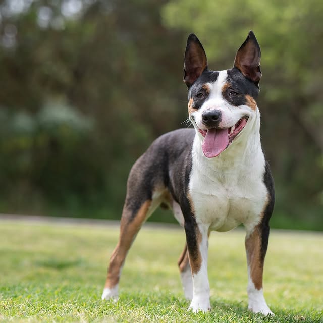 Post by adoptadog_au