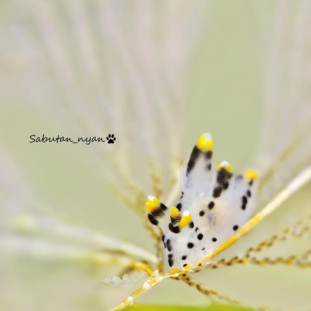 Post by sabutan_nyan