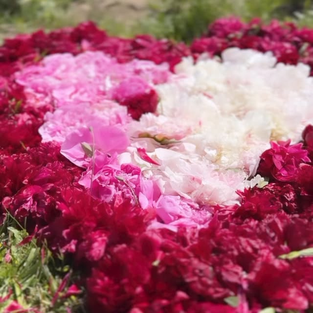 Post by taufferdeisi