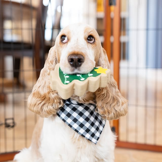 Post by carlsonpetproducts