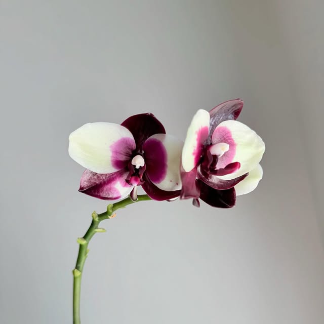 Post by philobrandon