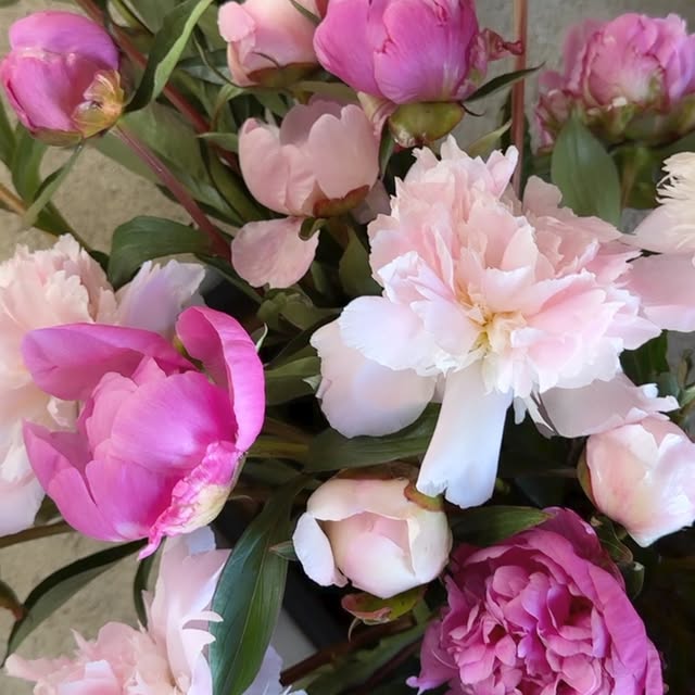 Post by taufferdeisi