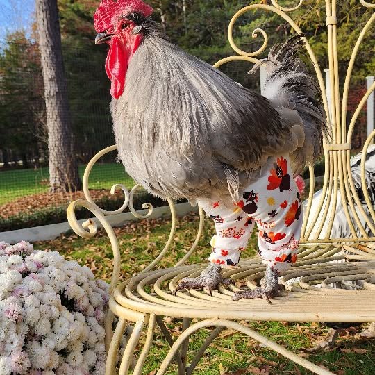 Post by happydaysfarm