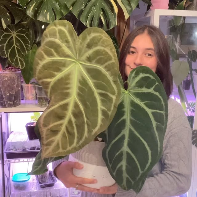 Post by kellylynn.plants