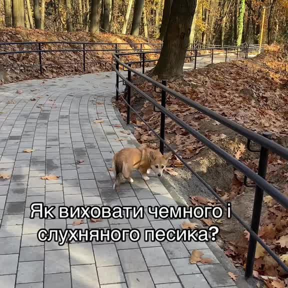 Post by animals_humor_ua