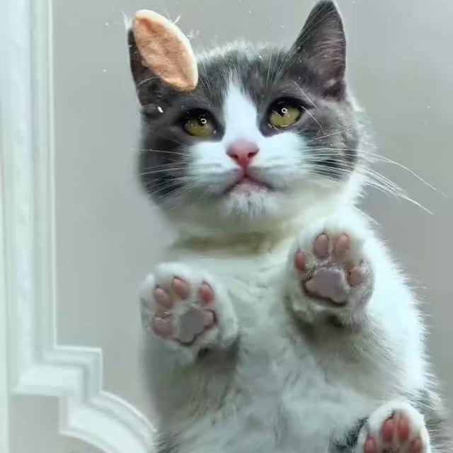 Post by cats_meows_planet