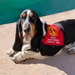 Winston | AKC CGC Basset Hound | First Responder Therapy Dog's profile picture