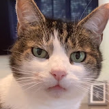 PETS SHORTS's profile picture