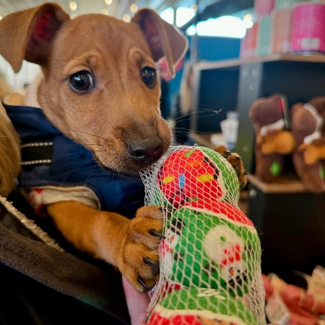 Post by purepetsnewport