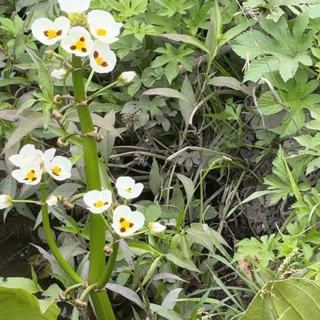 Post by taufferdeisi