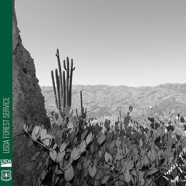 Post by tontonationalforest