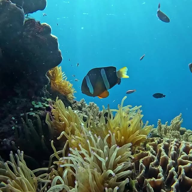 Post by mantarheidivecenter