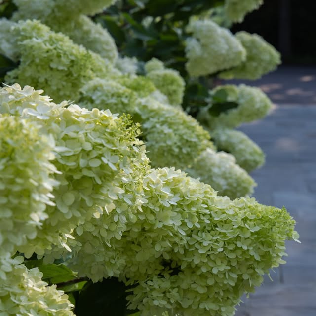 Post by millhousehowell_landscape.co