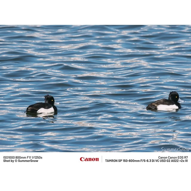 Post by summersnow_traveler