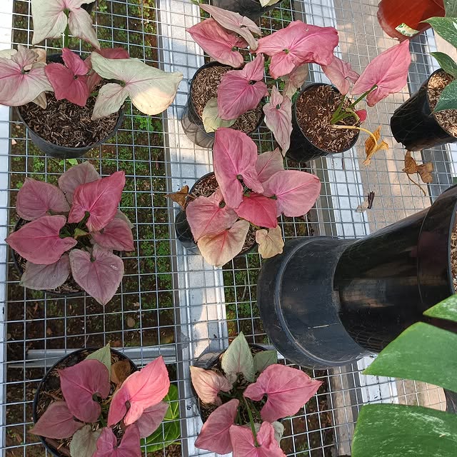 Post by bunga_allecia23