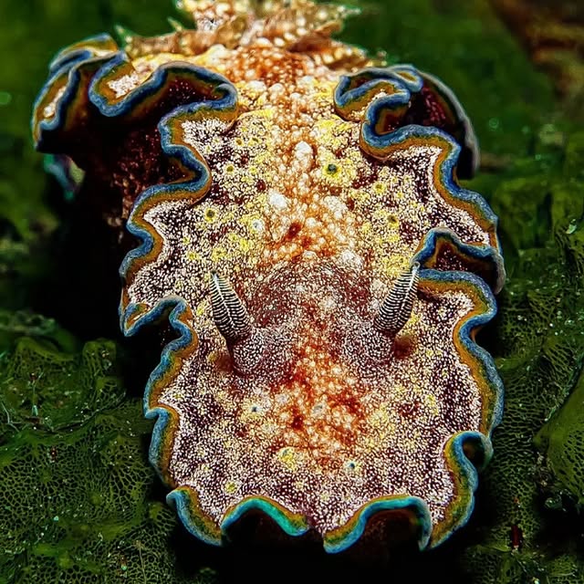 Post by submariner_202