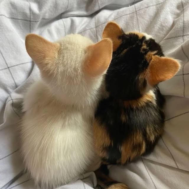 Post by kitty_mittymeow