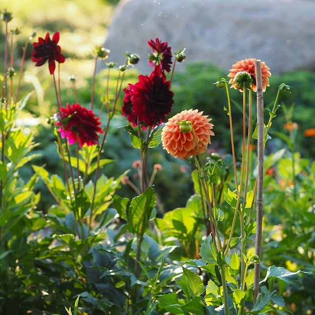 Post by villapelargonia